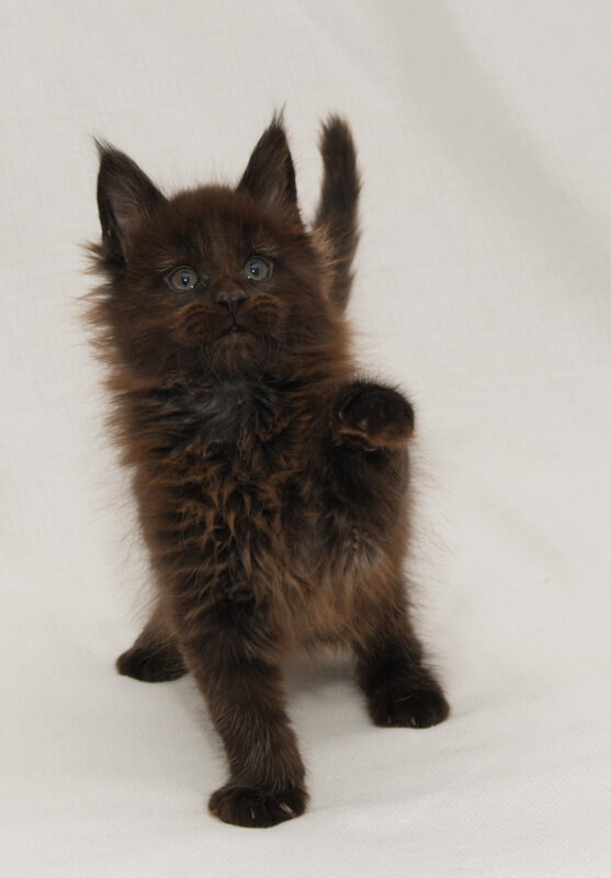 DLuxxy Chocolate Maine Coon male kitten Grizzly