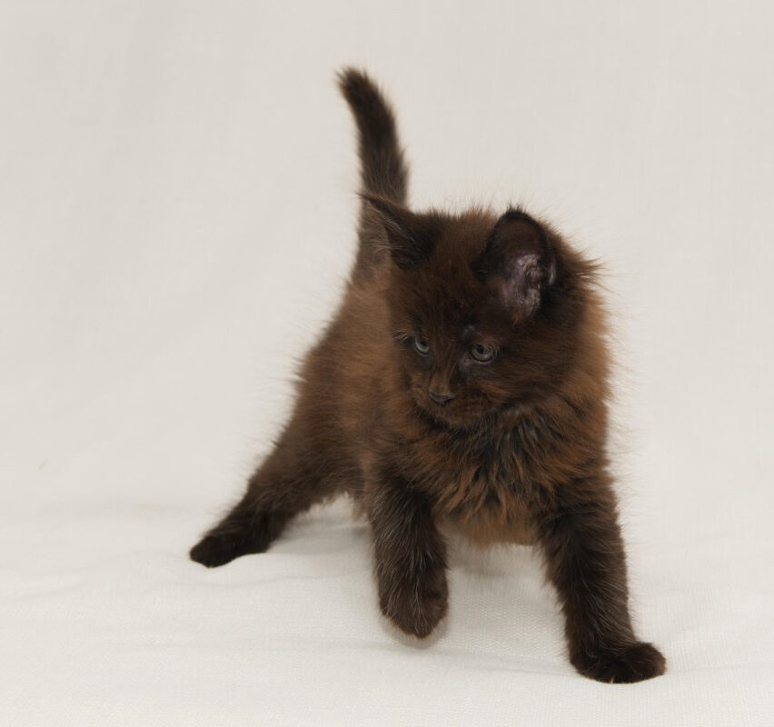 DLuxxy Chocolate Maine Coon male kitten Grizzly