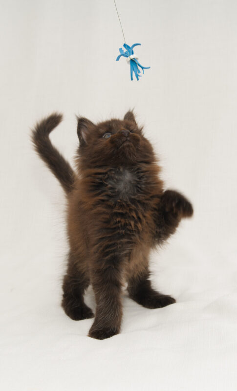 DLuxxy Chocolate Maine Coon male kitten Grizzly