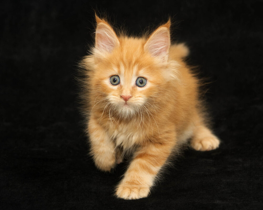 DLuxxy orange Maine Coon kitten Sunny