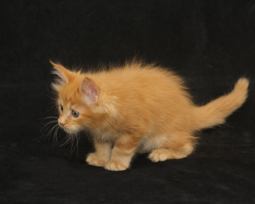 DLuxxy orange Maine Coon kitten Sunny