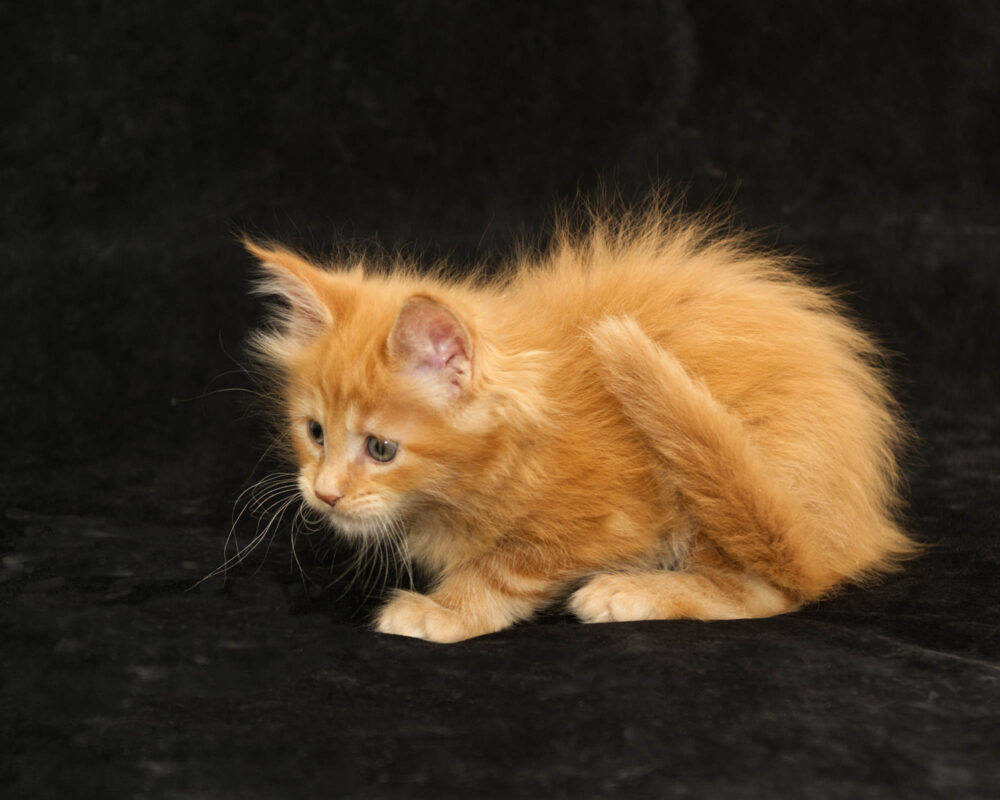 DLuxxy orange Maine Coon kitten Sunny