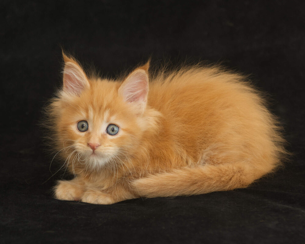 DLuxxy orange Maine Coon kitten Sunny