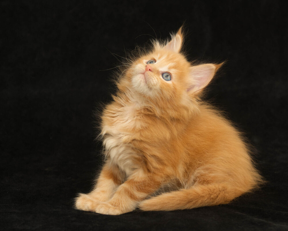 DLuxxy orange Maine Coon kitten Sunny