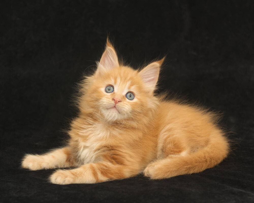 DLuxxy orange Maine Coon kitten Sunny