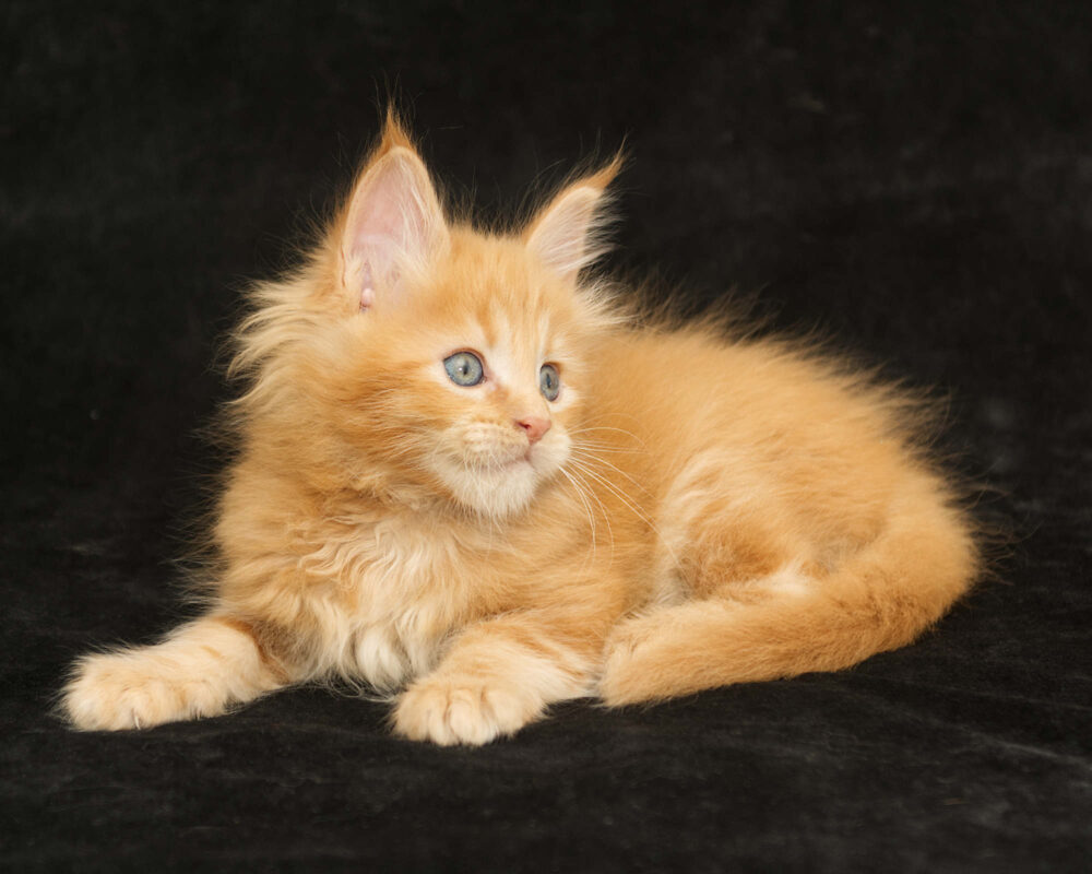 DLuxxy orange Maine Coon kitten Sunny