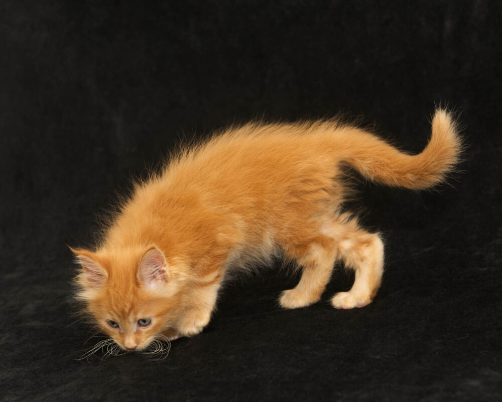 DLuxxy orange Maine Coon kitten Sunny