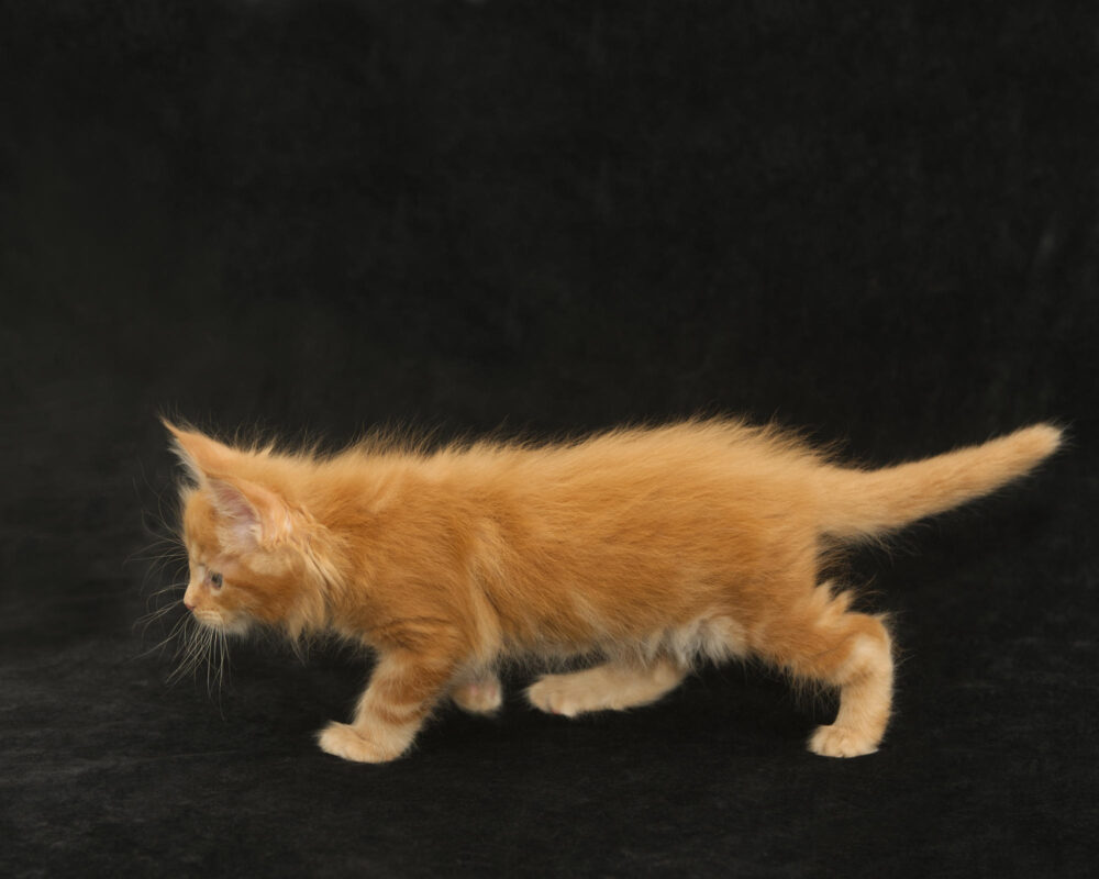 DLuxxy orange Maine Coon kitten Sunny