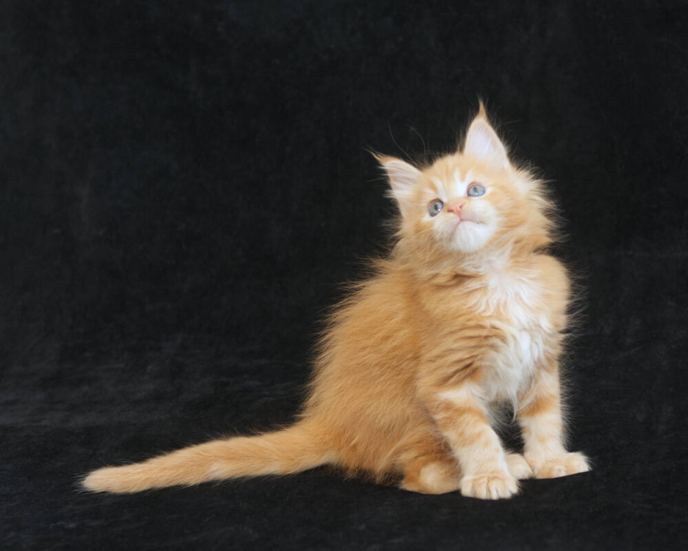 DLuxxy orange Maine Coon kitten Sunny