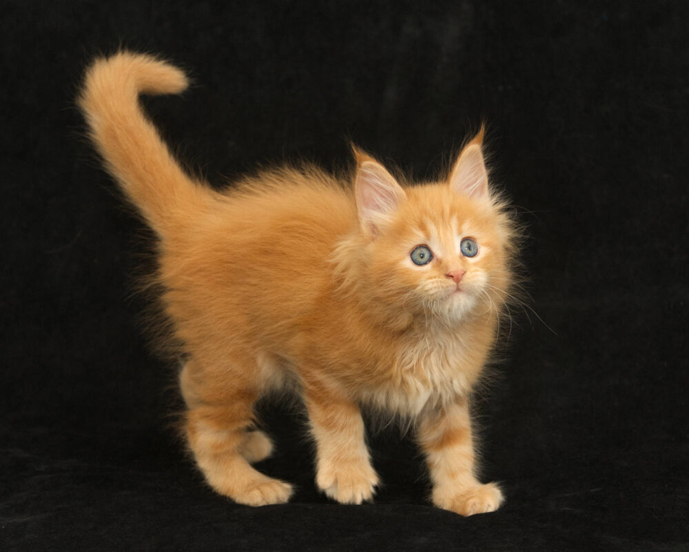 DLuxxy orange Maine Coon kitten Sunny