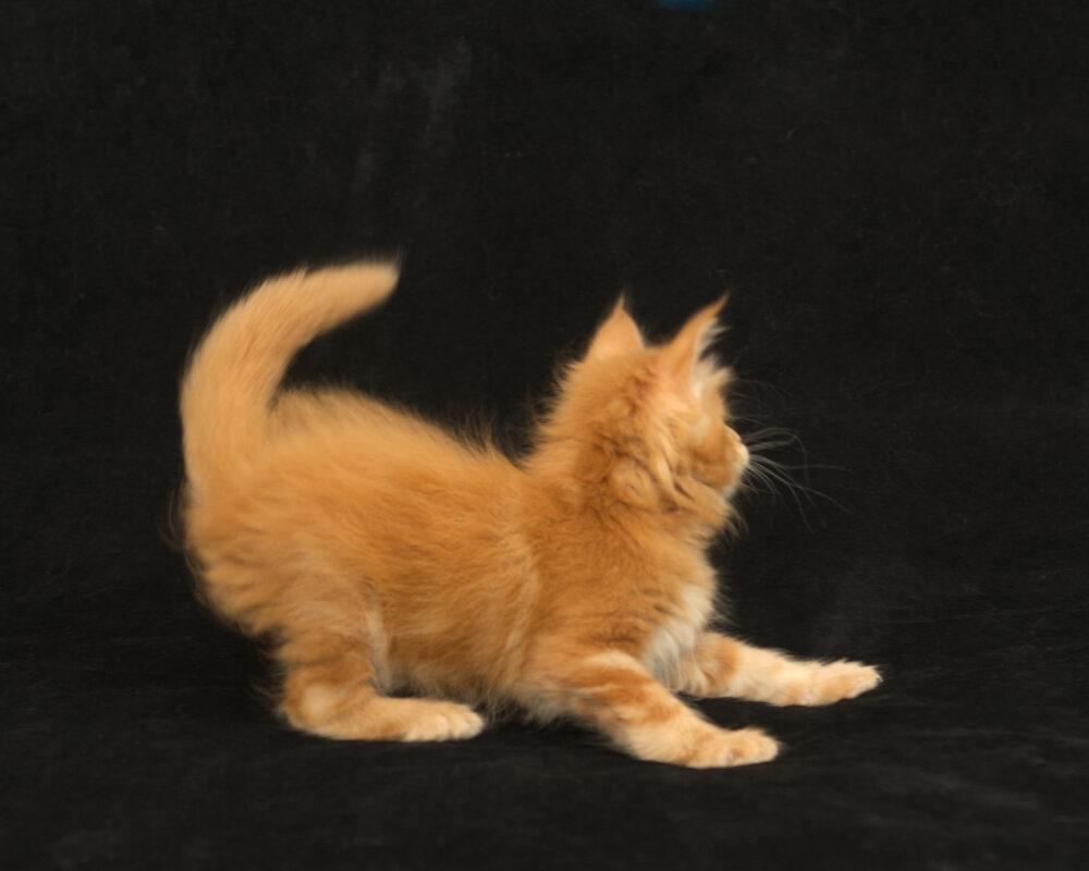 DLuxxy orange Maine Coon kitten Sunny