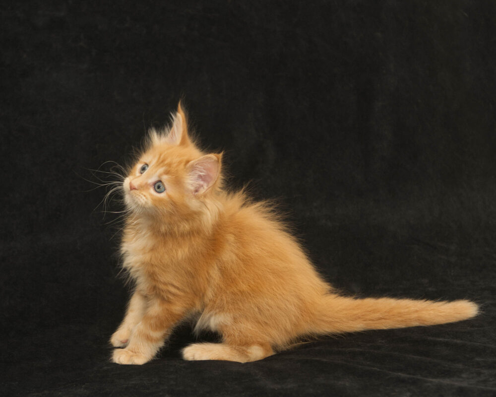 DLuxxy orange Maine Coon kitten Sunny