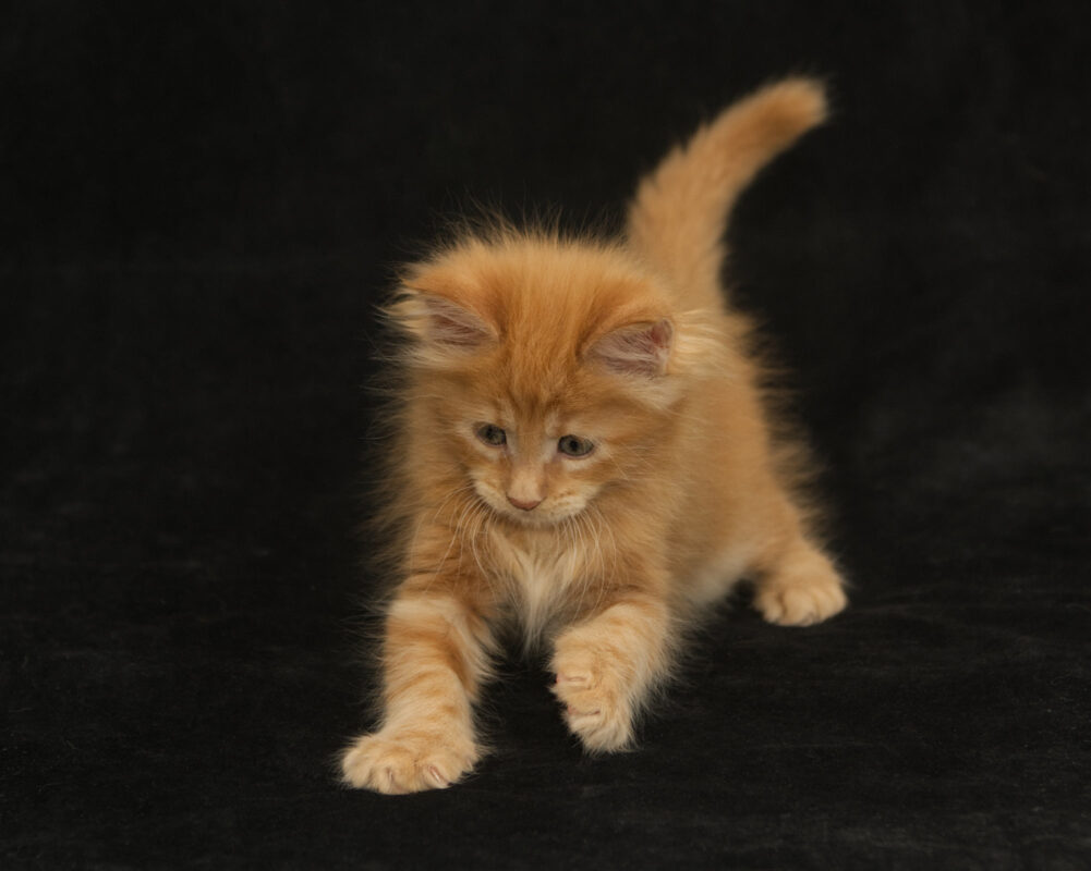 DLuxxy orange Maine Coon kitten Sunny