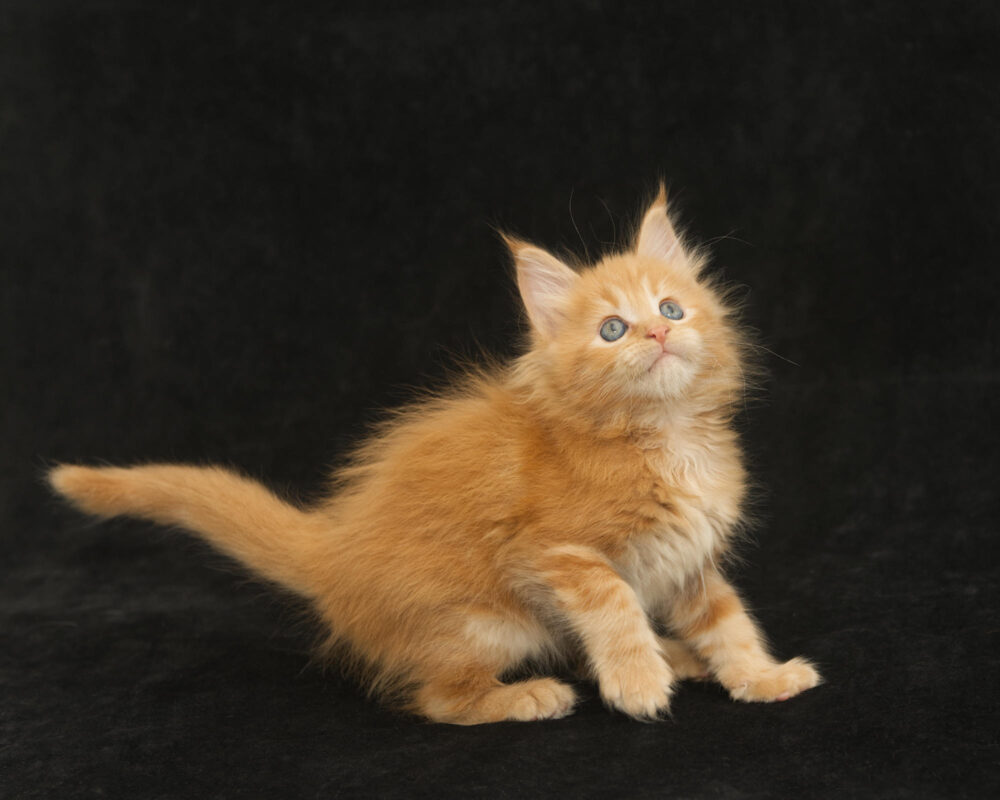 DLuxxy orange Maine Coon kitten Sunny