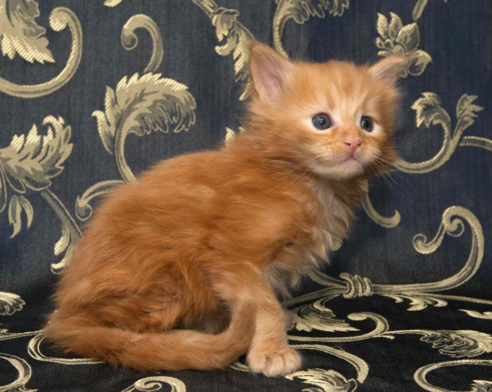 DLuxxy orange Maine Coon kitten, Radiant, The Easter Lights Litter