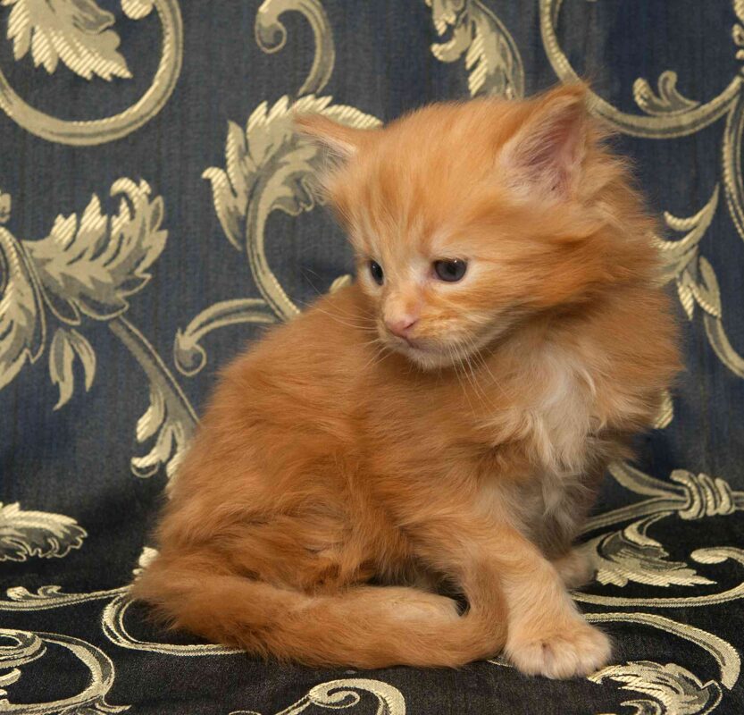 DLuxxy orange Maine Coon kitten, Radiant, The Easter Lights Litter