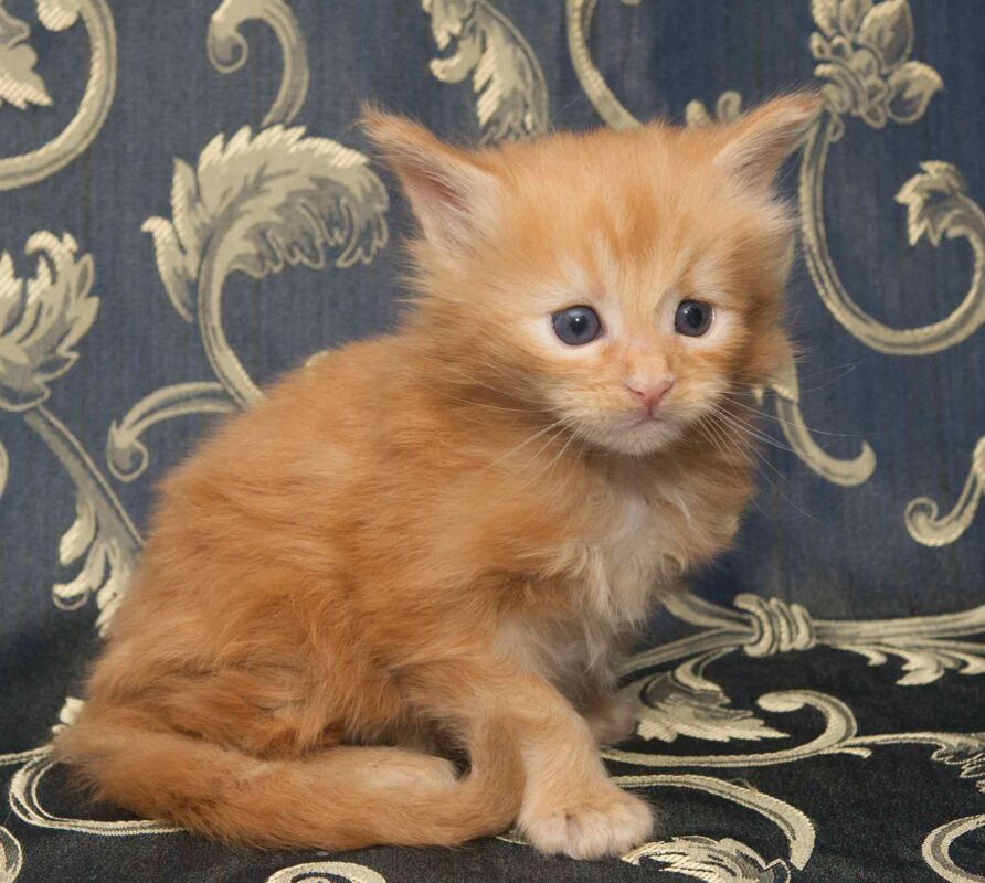 DLuxxy orange Maine Coon kitten, Radiant, The Easter Lights Litter