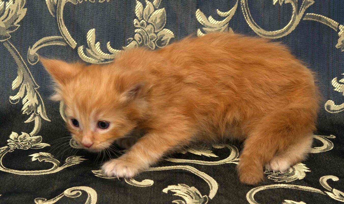 DLuxxy orange Maine Coon kitten, Sunny, The Easter Lights Litter