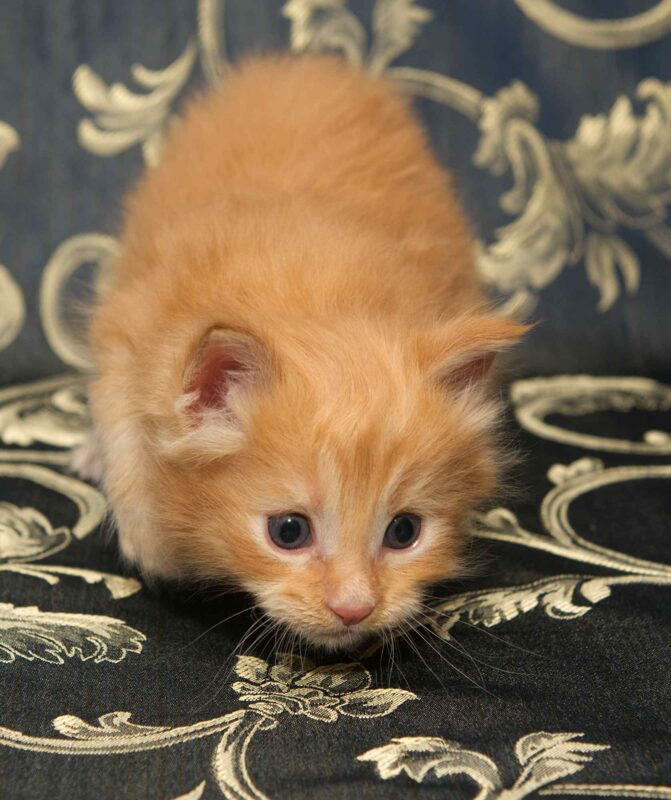 DLuxxy orange Maine Coon kitten, Sunny, The Easter Lights Litter