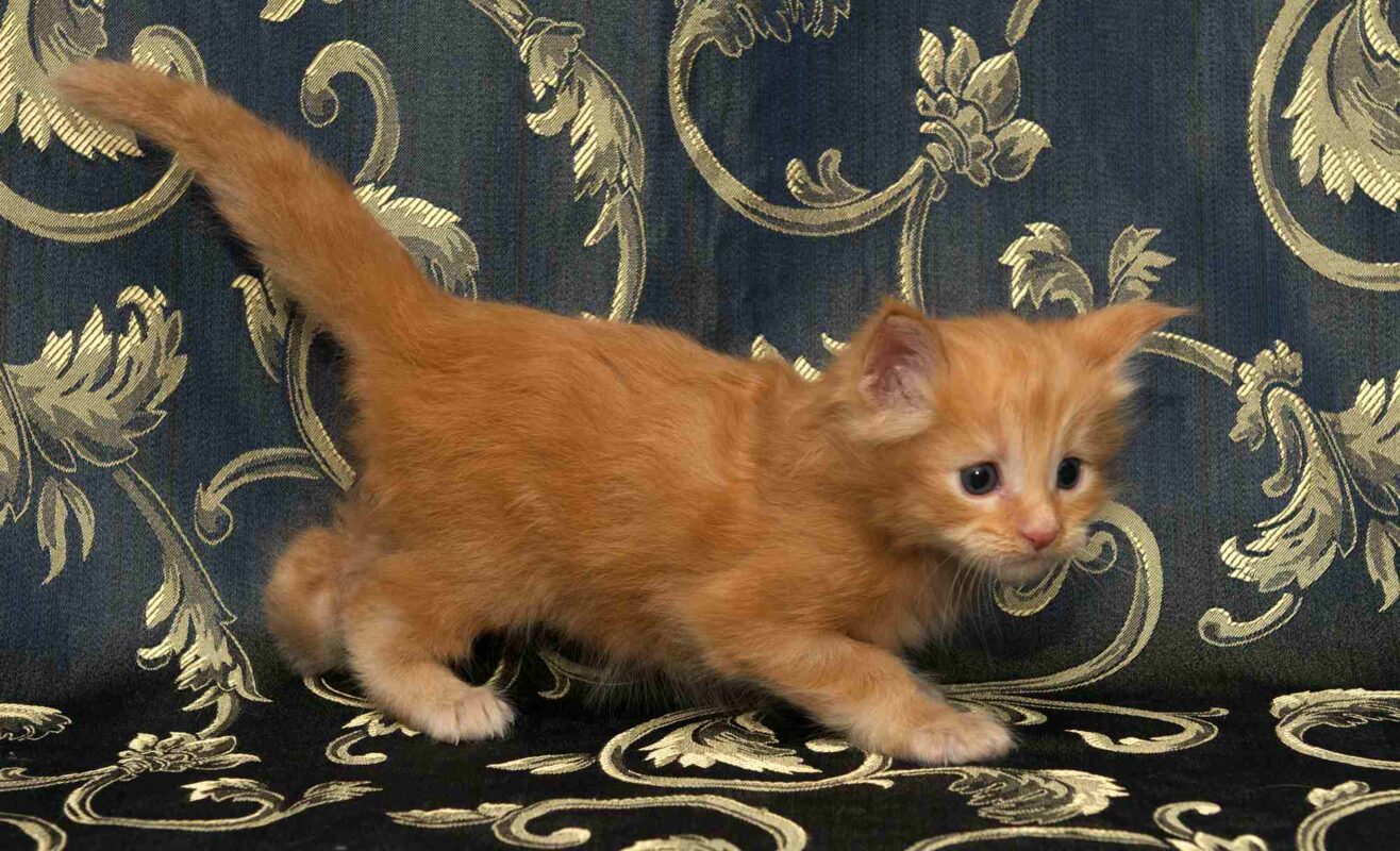 DLuxxy orange Maine Coon kitten, Sunny, The Easter Lights Litter