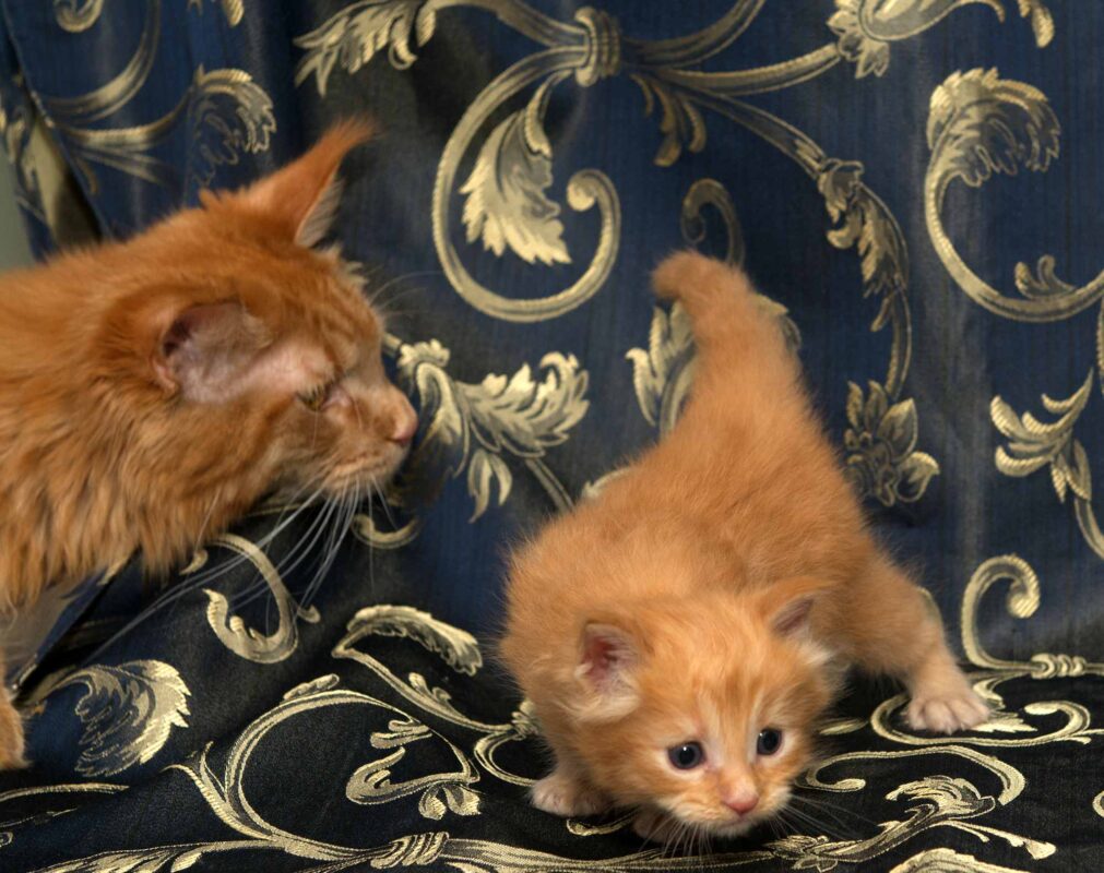 DLuxxy orange Maine Coon kitten, Sunny, The Easter Lights Litter