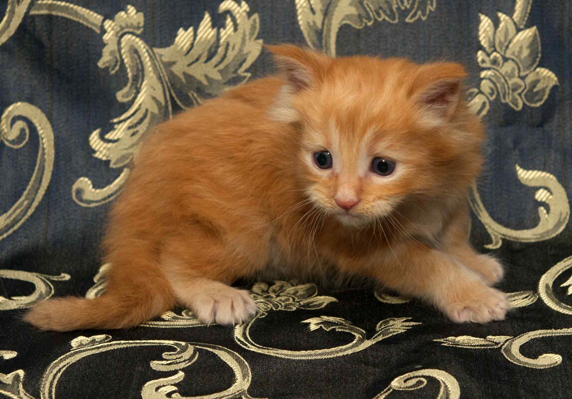 DLuxxy orange Maine Coon kitten, Sunny, The Easter Lights Litter