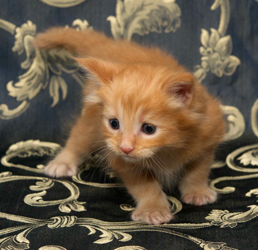 DLuxxy orange Maine Coon kitten, Sunny, The Easter Lights Litter