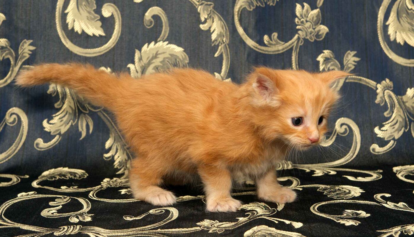 DLuxxy orange Maine Coon kitten, Sunny, The Easter Lights Litter