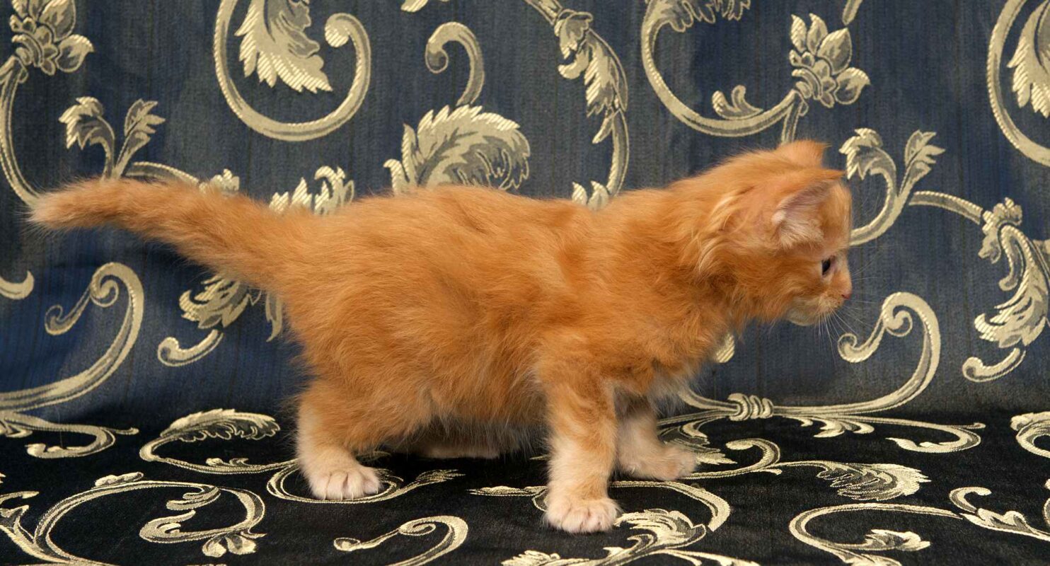 DLuxxy orange Maine Coon kitten, Sunny, The Easter Lights Litter