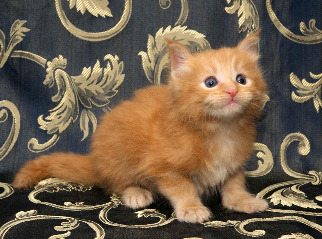 DLuxxy orange Maine Coon kitten, Sunny, The Easter Lights Litter