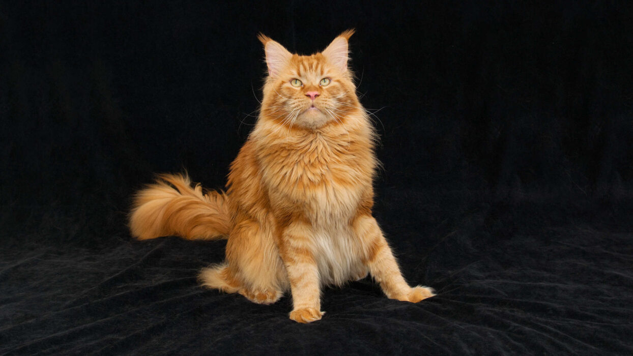 DLuxxy Red Classic Tabby Maine Coon Sorbus
