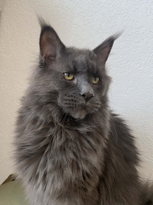 Nimbus, blue Maine Coon at DLuxxy