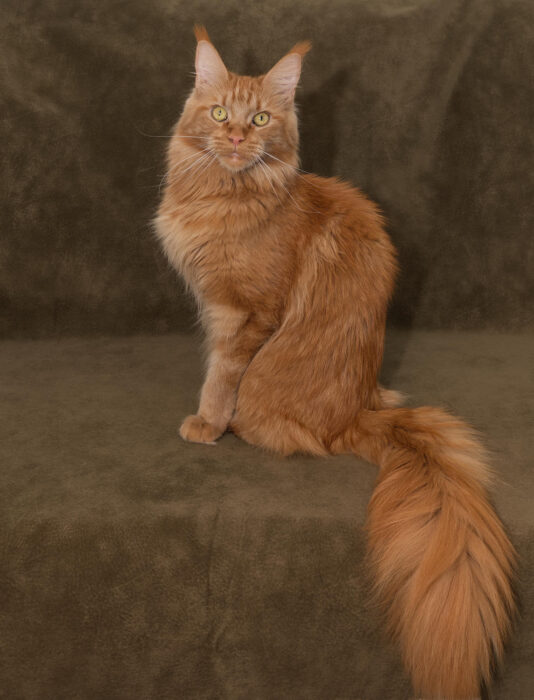 Umay: Maine Coon at DLuxxy